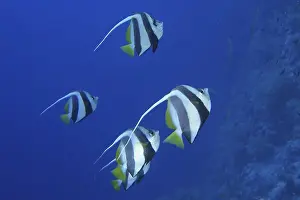 Red Sea bannerfish (Heniochus intermedius)