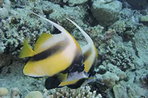 Red Sea bannerfish (Heniochus intermedius)