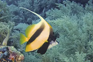 Red Sea bannerfish (Heniochus intermedius)