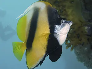 Red Sea bannerfish (Heniochus intermedius)