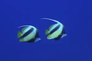 Red Sea bannerfish (Heniochus intermedius)