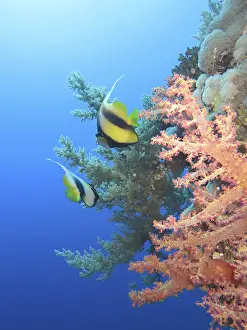 Red sea bannerfish (Heniochus intermedius)