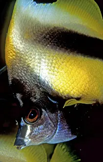 Red Sea bannerfish, Heniochus intermedius, Egypt