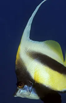 Red Sea bannerfish, Heniochus intermedius, Egypt