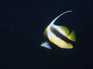 Red sea bannerfish (Heniochus intermedius) at night