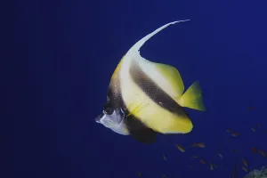 Red sea bannerfish (Heniochus intermedius) in front of solid blue background