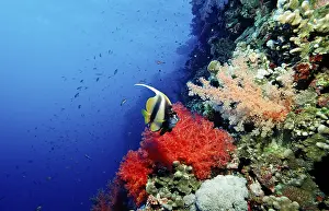 Red Sea ciliated fish, Heniochus intermedius