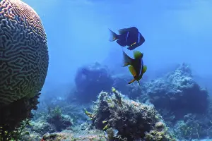 Red Sea clownfish (Amphiprion bicinctus) Red Sea