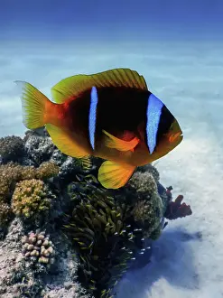 Red Sea clownfish (Amphiprion bicinctus) Red Sea
