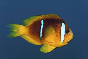 Red Sea clownfish or anemonefish (Amphiprion bicinctus)