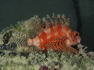 Red Sea Dwarf Lionfish (Dendrochirus hemprichi)
