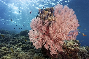 Red sea fan (Melithaea) gorgonian with open polyps in backlight on coral reef