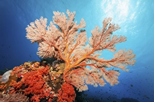 Category Coral Reefs DE Prints: Red sea fan (Melithaea) gorgonian with open polyps in backlight on coral reef