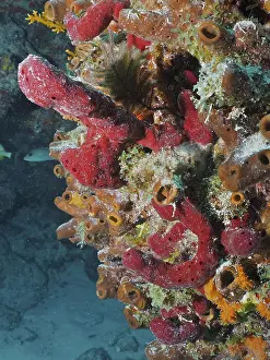 Framed Print : Red sea sponge, upright rope sponge (Amphimedon compressa) Framed Print : Red sea sponge, upright rope sponge (Amphimedon compressa)