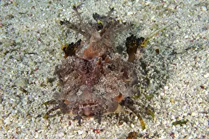 Red Sea Walkman (Inimicus filamentosus)