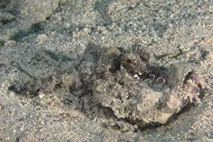 Red Sea Walkman (Inimicus filamentosus)