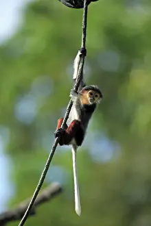 Red-shanked Douc (Pygathrix nemaeus)