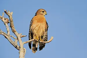 Red-shouldered Hawk (Buteo lineatus)