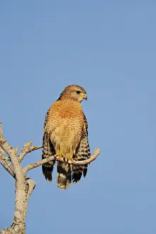 Red-shouldered Hawk (Buteo lineatus)