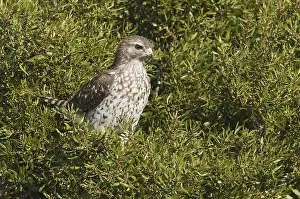 Red-shouldered Hawk (Buteo lineatus)
