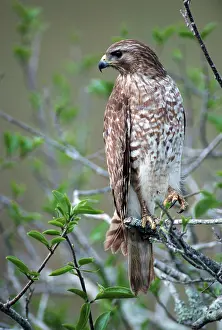 Red-shouldered Hawk (Buteo lineatus)