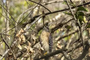 Red Shouldered Hawk Buteo lineatus perched on a tree branch in Southwest Florida