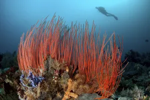 Red shrub gorgonian Rutengorgonie (Ellisella ceratophyta)