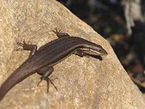 Red-sided skink (Trachylepis homalocephala)