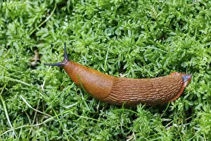 Red slug (Arion rufus), Germany, Europe