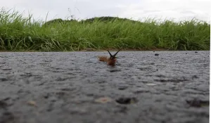 A red snail from the frog's perspective<br> A red snail from the frog's perspective