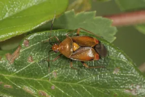 Red soft bug (Dereacoris ruber) on a leaf