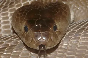 Red spitting cobra (Naja pallida)