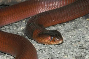 Red spitting cobra (Naja pallida)