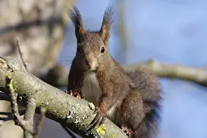 red squirrel