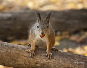 Red squirrel in autumn park eating a nut