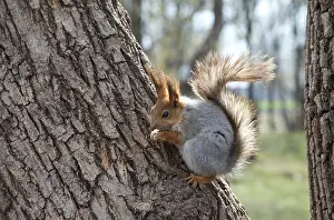 Red squirrel eating a nut on a tree