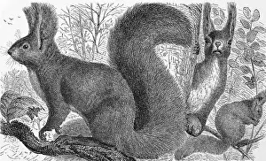 Red squirrel on engraving from 1890