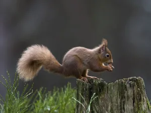 Red Squirrel or Eurasian Red Squirrel (Sciurus vulgaris)