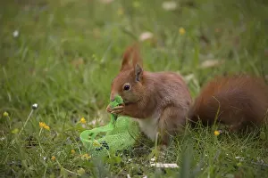 One Red squirrel or Eurasian red squirrel (Sciurus vulgaris) feeding on bird food in a plastic net