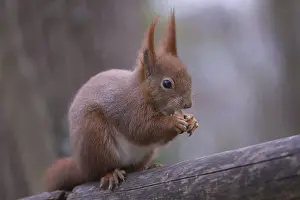 One Red squirrel or Eurasian red squirrel (Sciurus vulgaris) feeding on peanut