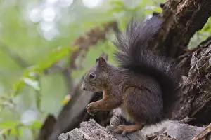 One Red squirrel or Eurasian red squirrel (Sciurus vulgaris) feeding on peanut