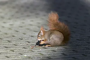Red Squirrel, Germany, wildlife