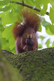 Red squirrel on mossy branch with walnut