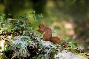 RED SQUIRREL (sciurus vulgaris)