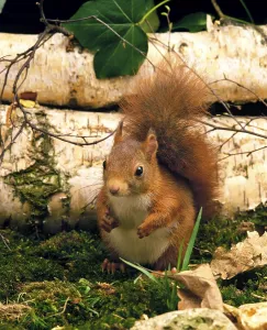Red Squirrel (sciurus vulgaris)