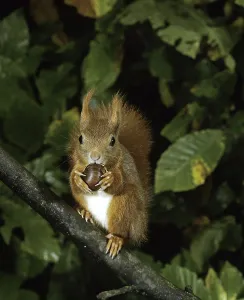 Red Squirrel (sciurus vulgaris)