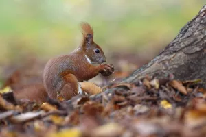 Red Squirrel (Sciurus vulgaris)
