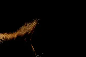 Red squirrel (Sciurus vulgaris) adult animal ear tuft backlit