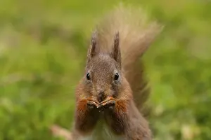Red squirrel (Sciurus vulgaris) adult animal eating a nut