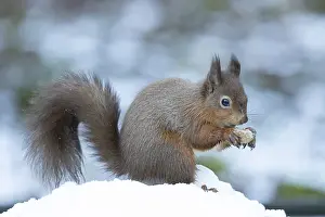 Red squirrel (Sciurus vulgaris) adult animal eating a nut in snow in winter